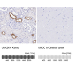 Uromodulin Antibody in Immunohistochemistry (Paraffin) (IHC (P))