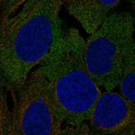 LRRC4C Polyclonal Antibody