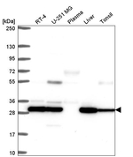 PSMB7 Antibody in Western Blot (WB)