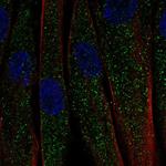 CTRP7 Polyclonal Antibody