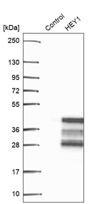 HEY1 Antibody in Western Blot (WB)