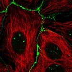 RGS19 Polyclonal Antibody