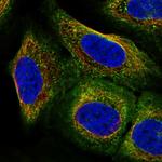 Arg3.1 Antibody in Immunocytochemistry (ICC/IF)