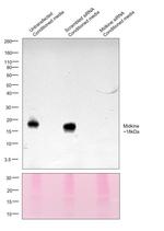 Midkine Antibody in Western Blot (WB)