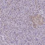 ING4 Polyclonal Antibody