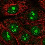 OLFM1 Polyclonal Antibody