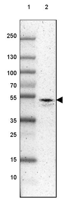 RUNX3 Antibody in Western Blot (WB)