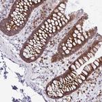 FAU Antibody in Immunohistochemistry (Paraffin) (IHC (P))