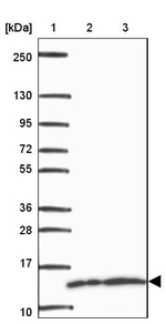 FAU Antibody in Western Blot (WB)
