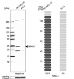 NR4A1 Antibody in Western Blot (WB)