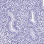 Lactoferrin Antibody in Immunohistochemistry (Paraffin) (IHC (P))