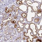 Lactoferrin Antibody in Immunohistochemistry (Paraffin) (IHC (P))