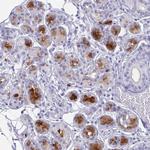 Lactoferrin Antibody in Immunohistochemistry (Paraffin) (IHC (P))