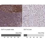 DUT Polyclonal Antibody