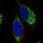EDG6 Polyclonal Antibody