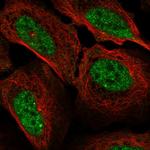 Cyclin A1 Polyclonal Antibody