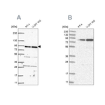 GFM1 Antibody in Western Blot (WB)