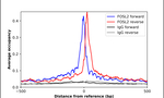 Fra2 Antibody in ChIP Assay (ChIP)