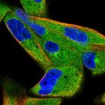 JLP Polyclonal Antibody