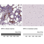 Myeloperoxidase Antibody in Immunohistochemistry (Paraffin) (IHC (P))