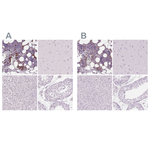 Myeloperoxidase Antibody in Immunohistochemistry (Paraffin) (IHC (P))