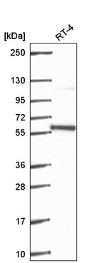 PLRG1 Antibody in Western Blot (WB)