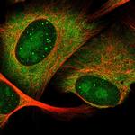 HES6 Polyclonal Antibody