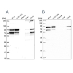 RANGAP1 Antibody in Western Blot (WB)