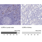 CD122 Polyclonal Antibody
