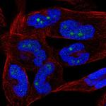 KappaB ras2 Polyclonal Antibody