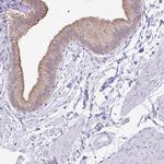 TGR5 Antibody in Immunohistochemistry (Paraffin) (IHC (P))