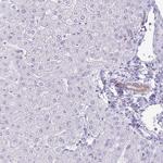 TGR5 Antibody in Immunohistochemistry (Paraffin) (IHC (P))
