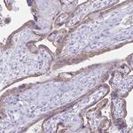 TGR5 Antibody in Immunohistochemistry (Paraffin) (IHC (P))