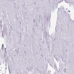 TGR5 Antibody in Immunohistochemistry (Paraffin) (IHC (P))