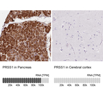 Trypsin Polyclonal Antibody