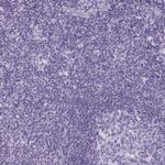 Trypsin Antibody in Immunohistochemistry (Paraffin) (IHC (P))