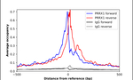 PRRX1 Antibody in ChIP Assay (ChIP)