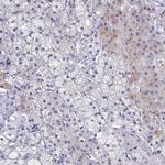 Synaptotagmin 2 Polyclonal Antibody