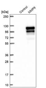 MMP9 Antibody in Western Blot (WB)