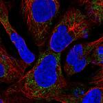 SDHAF1 Polyclonal Antibody