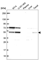 SF3B4 Antibody in Western Blot (WB)