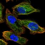 ATG4A Polyclonal Antibody