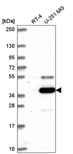 ATG4A Antibody in Western Blot (WB)