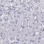 SEMG1 Antibody in Immunohistochemistry (Paraffin) (IHC (P))