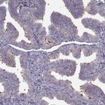 C9orf116 Polyclonal Antibody