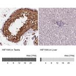 HIF1AN Polyclonal Antibody