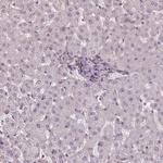 HIF1AN Antibody in Immunohistochemistry (Paraffin) (IHC (P))