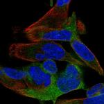 SPATS2 Polyclonal Antibody