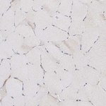 IGFBP4 Polyclonal Antibody