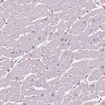 gp210 Antibody in Immunohistochemistry (Paraffin) (IHC (P))